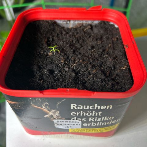 Wondergrow growlog timeline photo