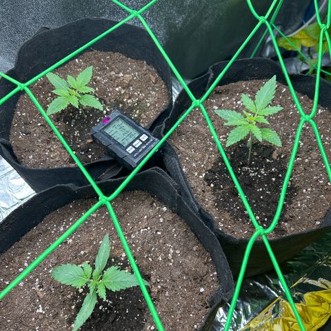 Wondergrow growlog timeline photo