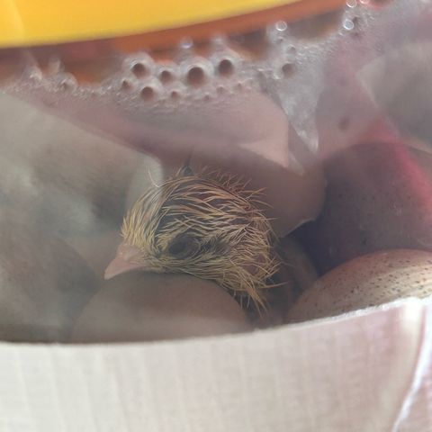 Wondergrow growlog photo: Welcome to World, little Chick