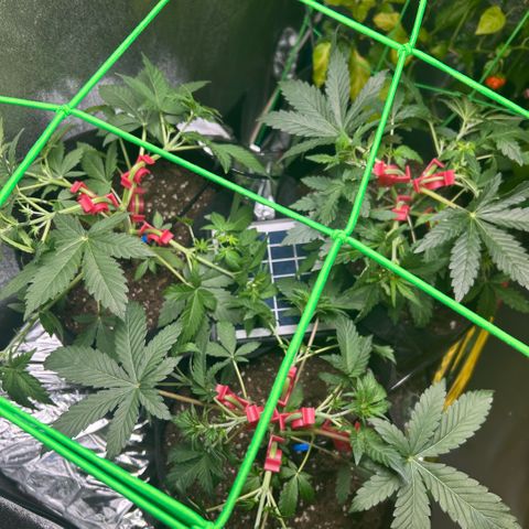 Wondergrow growlog timeline photo