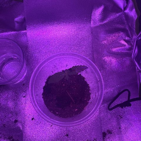Cherry Cookies Auto  growlog photo:  Nächsten zwei Blätter kommen