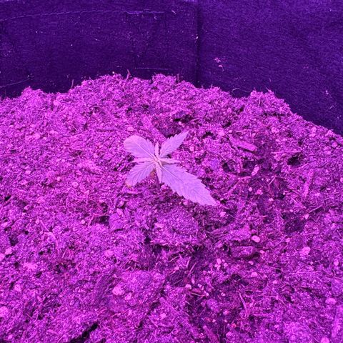 Cherry Cookies Auto  growlog timeline photo