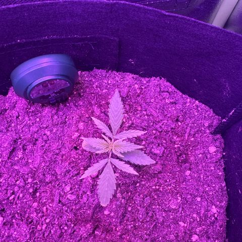 Cherry Cookies Auto  growlog timeline photo
