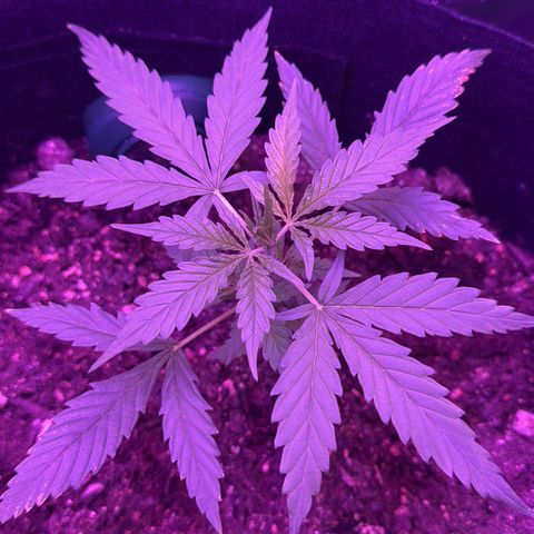 Cherry Cookies Auto  growlog timeline photo