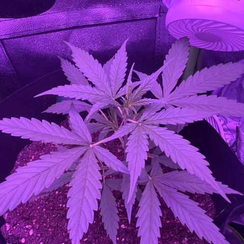 Cherry Cookies Auto  growlog timeline photo