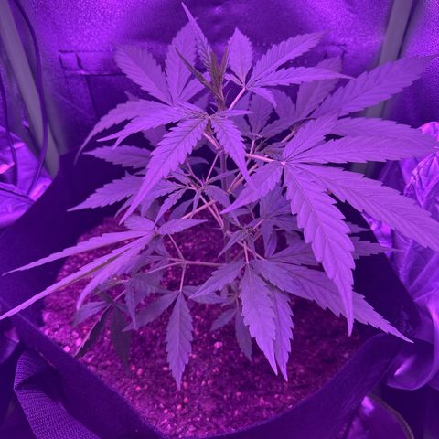Cherry Cookies Auto  growlog timeline photo