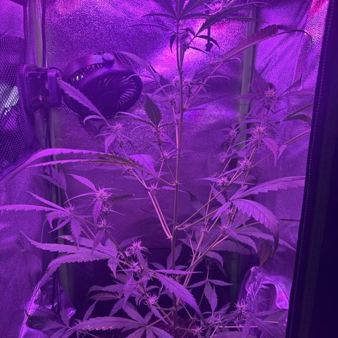 Cherry Cookies Auto  growlog timeline photo