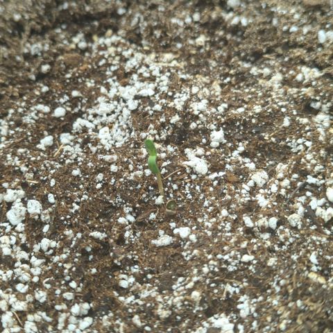 Critical Widow growlog photo: Seed husk tweezed off