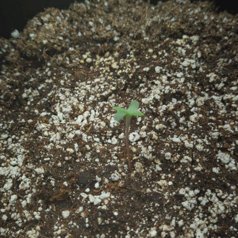 Critical Widow growlog timeline photo