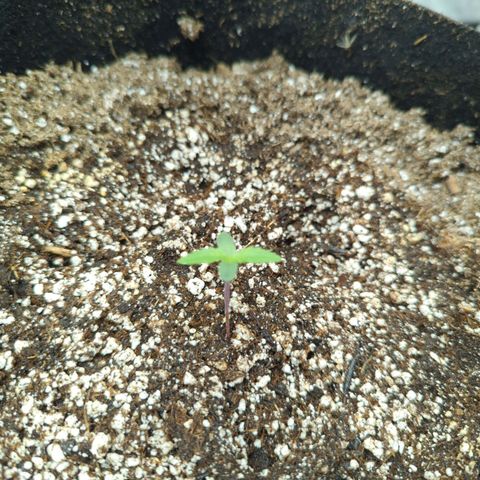 Critical Widow growlog timeline photo