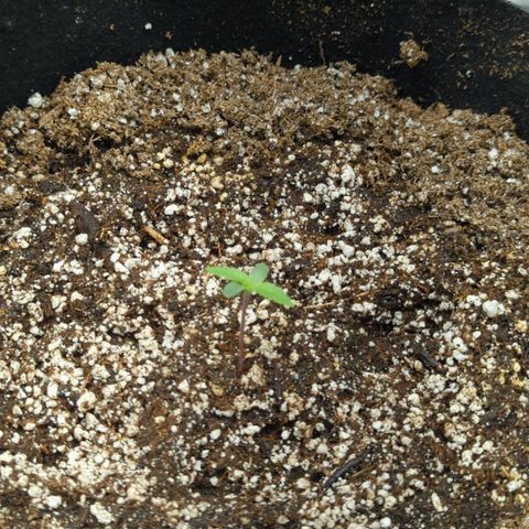 Critical Widow growlog timeline photo
