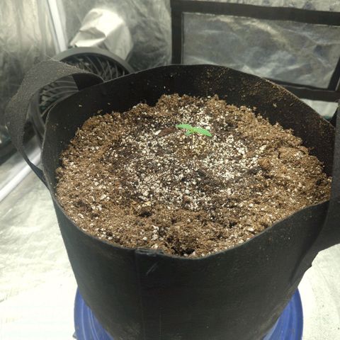 Critical Widow growlog timeline photo