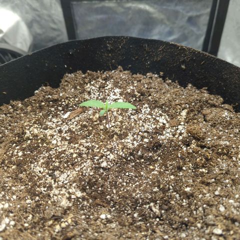 Critical Widow growlog photo: Dimmed lights...par 203 due to possible cupping of leaves. No water today...water seedlings every other day in big pot