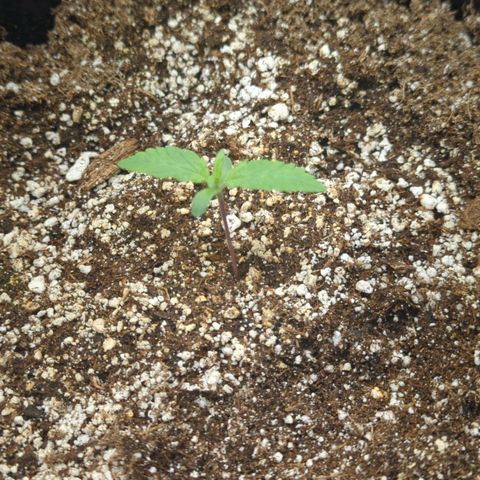 Critical Widow growlog photo: Dimmed lights...par 203 due to possible cupping of leaves. No water today...water seedlings every other day in big pot