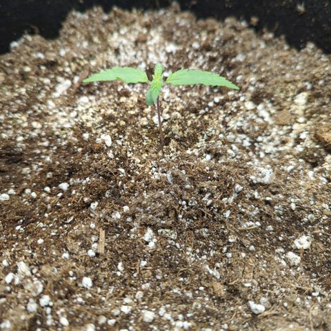 Critical Widow growlog timeline photo