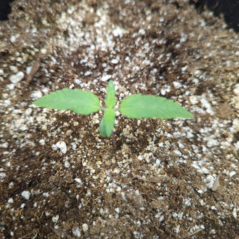 Critical Widow growlog timeline photo