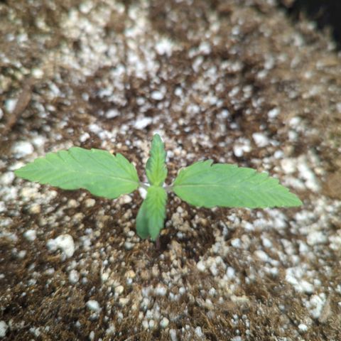 Critical Widow growlog timeline photo
