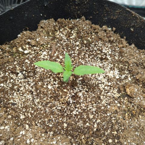 Critical Widow growlog timeline photo