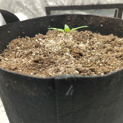 Critical Widow growlog timeline photo