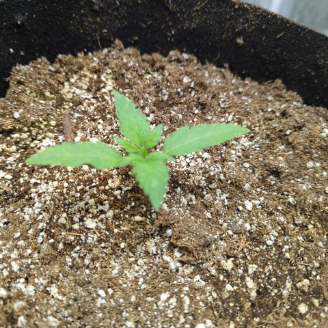 Critical Widow growlog photo: Seems happier under one light dimmed. White spotting from light heat and possibly overwatering 