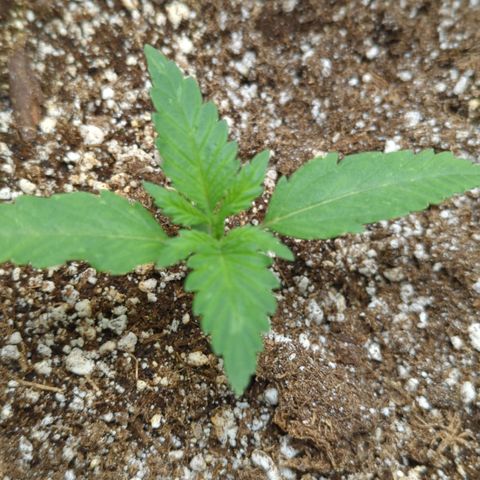 Critical Widow growlog photo: Seems happier under one light dimmed. White spotting from light heat and possibly overwatering 