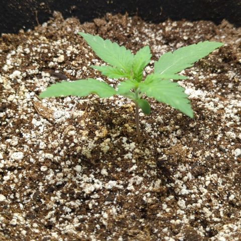 Critical Widow growlog timeline photo