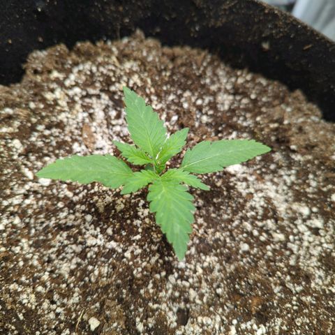 Critical Widow growlog timeline photo