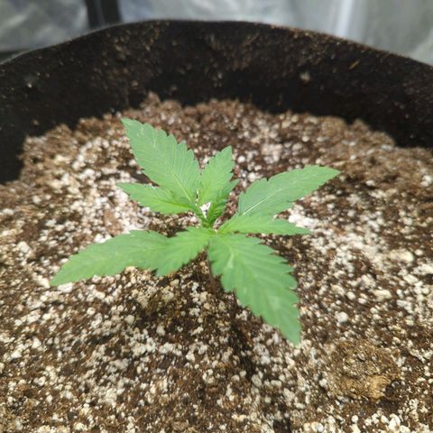 Critical Widow growlog timeline photo