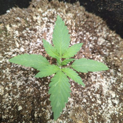 Critical Widow growlog timeline photo