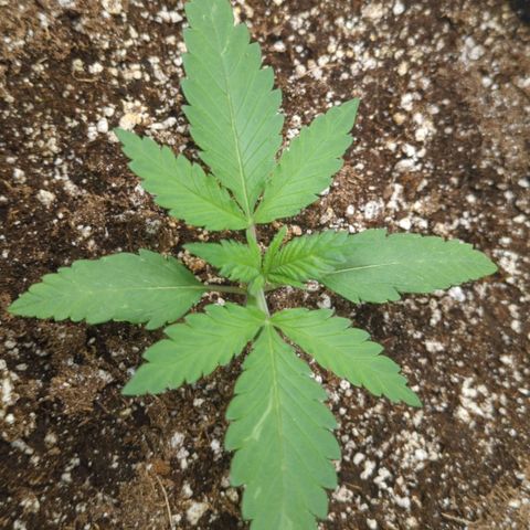 Critical Widow growlog timeline photo