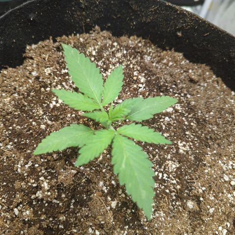 Critical Widow growlog timeline photo