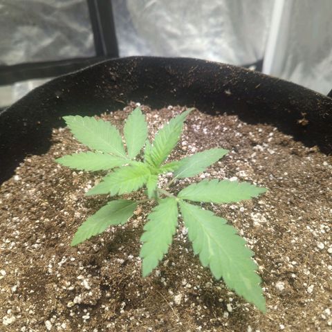 Critical Widow growlog timeline photo