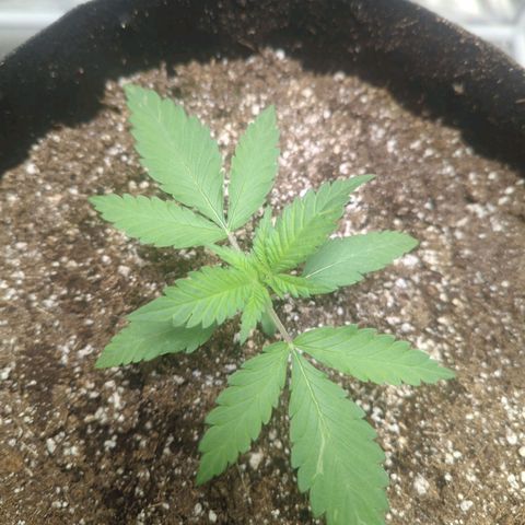 Critical Widow growlog timeline photo