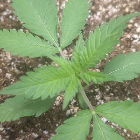 Critical Widow growlog photo: Slight cracks of the leaves during late seedling stage,  keeping one light ar 75%, also taking the fan off direct flow. Possible wind burn 