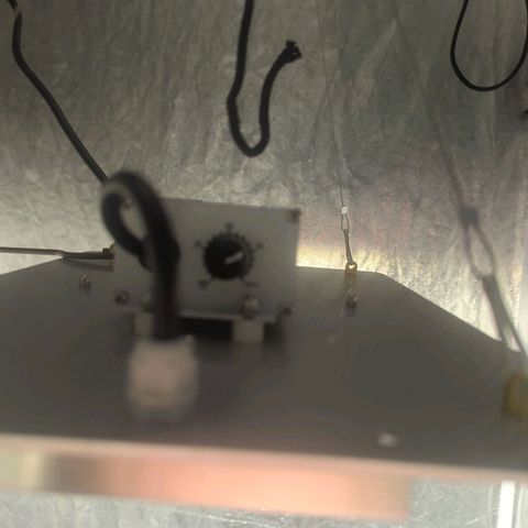 Critical Widow growlog photo: Slight cracks of the leaves during late seedling stage,  keeping one light ar 75%, also taking the fan off direct flow. Possible wind burn 
