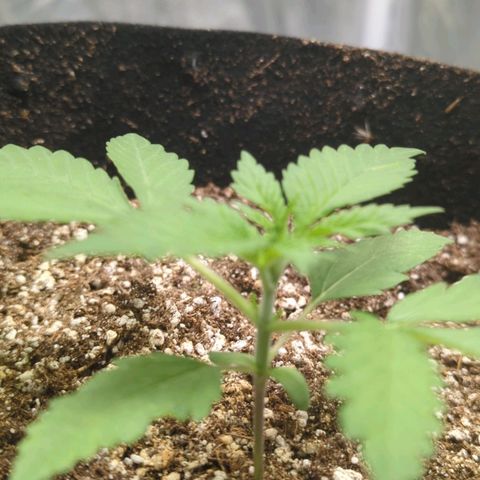 Critical Widow growlog timeline photo