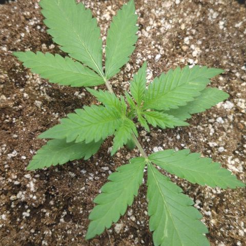 Critical Widow growlog timeline photo
