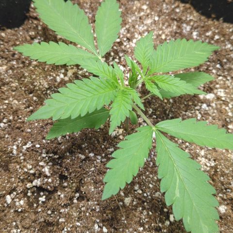 Critical Widow growlog photo: Getting closer to veg
