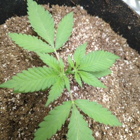 Critical Widow growlog photo: Getting closer to veg