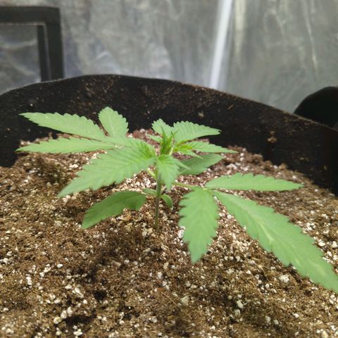 Critical Widow growlog photo: Getting closer to veg