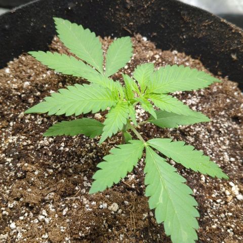 Critical Widow growlog photo: Watered 600 ml