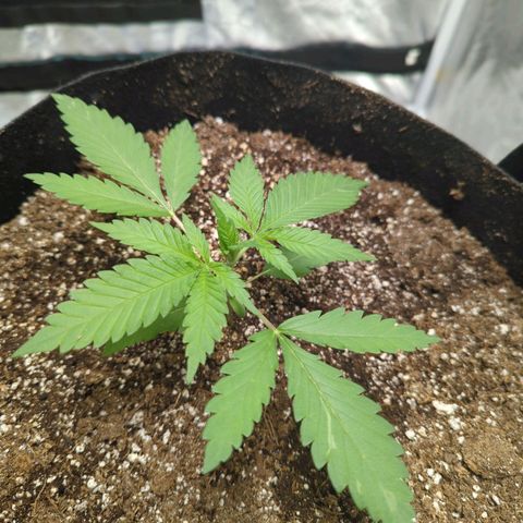 Critical Widow growlog timeline photo