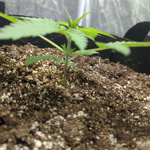 Critical Widow growlog timeline photo