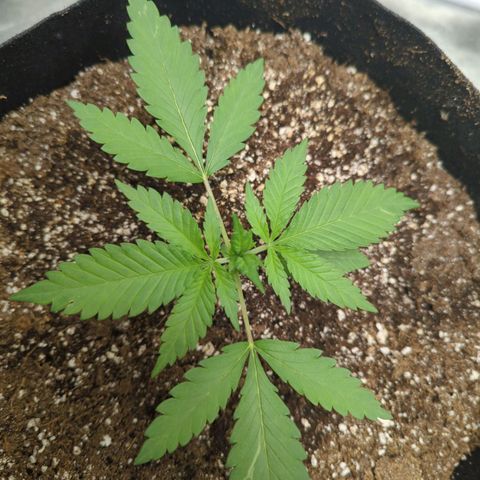Critical Widow growlog timeline photo