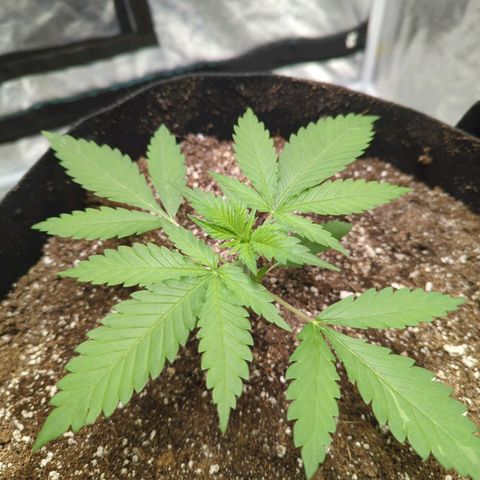 Critical Widow growlog photo: No nutes yet...all is looking good