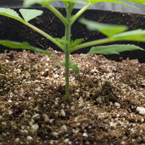 Critical Widow growlog photo: No nutes yet...all is looking good