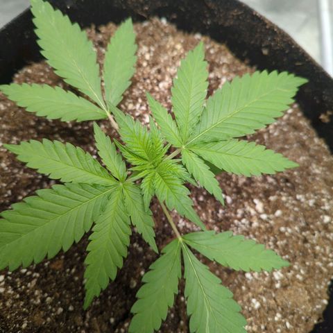 Critical Widow growlog photo: No nutes yet...all is looking good