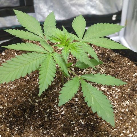 Critical Widow growlog photo: Started Lst