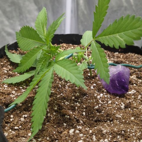 Critical Widow growlog photo: Started Lst