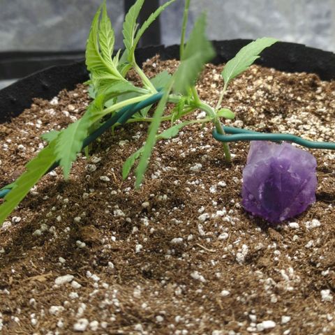 Critical Widow growlog photo: Started Lst